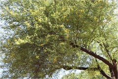 Acacia nilotica